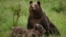 Bear from the Liberty Reservation in Zarnesti, Romania