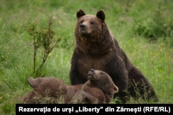 A brown bear and her cub in Romania's Libearty Reservation sanctuary near Zarnesti