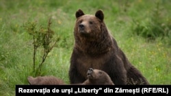 Urșii din sanctuarul Libearty de la Zărnești