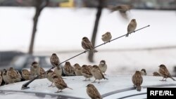 PÝGG işgärleri Mary welaýatynda awto ulaglardaky radio antennalary bilen baglylykda sürüjilere yrsaraýar. Illýustrasiýa suraty. 