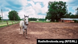 Дворічний жеребець Дібрівського кінного заводу на щоденній ранковій прогулянці у загоні