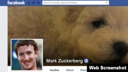 Facebook-тің негізін қалаушы Марк Цукербергтің арнайы көк белгімен "расталған" парақшасы.