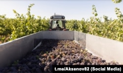 Збір винограду в Криму, листопад 2025 року