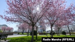 Pyntyklap güllän agaçlar.