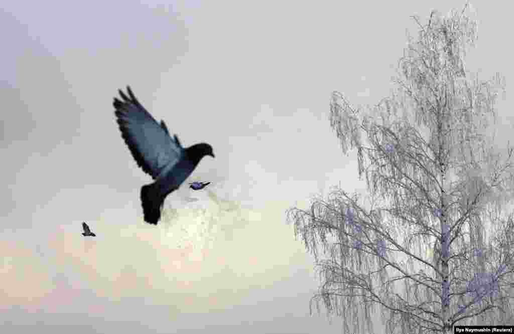 Pigeons fly near Yenisei River covered with frost evaporation, with the air temperature at about -26 degrees Celsius, outside the Siberian city of Krasnoyarsk. (Reuters/Ilya Naymushin)