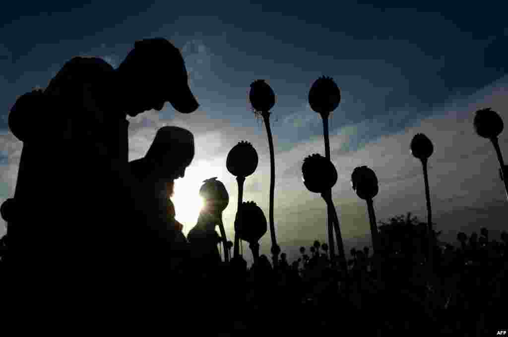 Afghan farmers harvest opium sap from their poppy fields in the Surkh Rod district of Nangarhar Province. (AFP/Noorullah Shirzada)