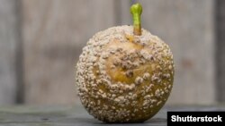 Jabuka zaražena gljivicom Monilinia fructicola