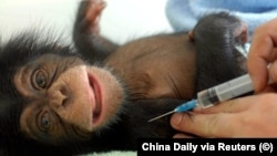 В мемах о британской вакцине указывают на её связь с шимпанзе, утверждает The Times 