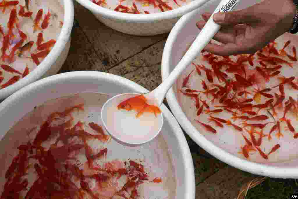 Goldfish for sale swim in small bowls at a market in Tehran. Iranians get ready for Norouz celebrations by buying flowers, plants, and goldfish.