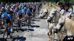 The pack rides past horses during the 176.5 km sixth stage of the 100th edition of the Tour de France cycling race on July 4, 2013 between Aix-en-Provence and Montpellier, southern France. AFP PHOTO / PASCAL GUYOT