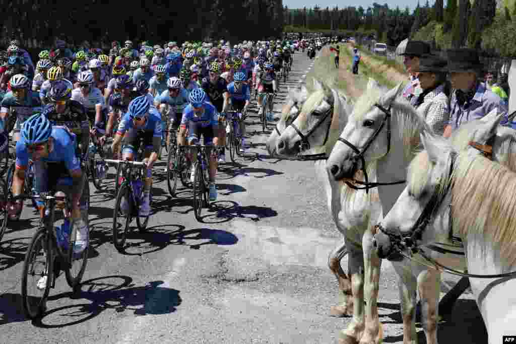 The pack in the 100th Tour de France rides past horses during the 176.5-kilometer sixth stage, between Aix-en-Provence and Montpellier, in southern France. (AFP/Pascal Guyot)