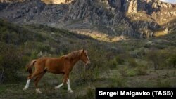 UKRAINE – a horse at the foot of Demerdzhi, 27 April 2020