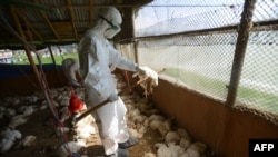 Kazakh authorities say that measures are under way to prevent the spread of the bird flu, namely the burning of dead birds and the disinfection of poultry farms and territories close to them. (file photo)