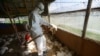 Kazakh authorities say that measures are under way to prevent the spread of the bird flu, namely the burning of dead birds and the disinfection of poultry farms and territories close to them. (file photo)