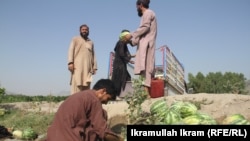 د هندواڼو پالیز او بزګران