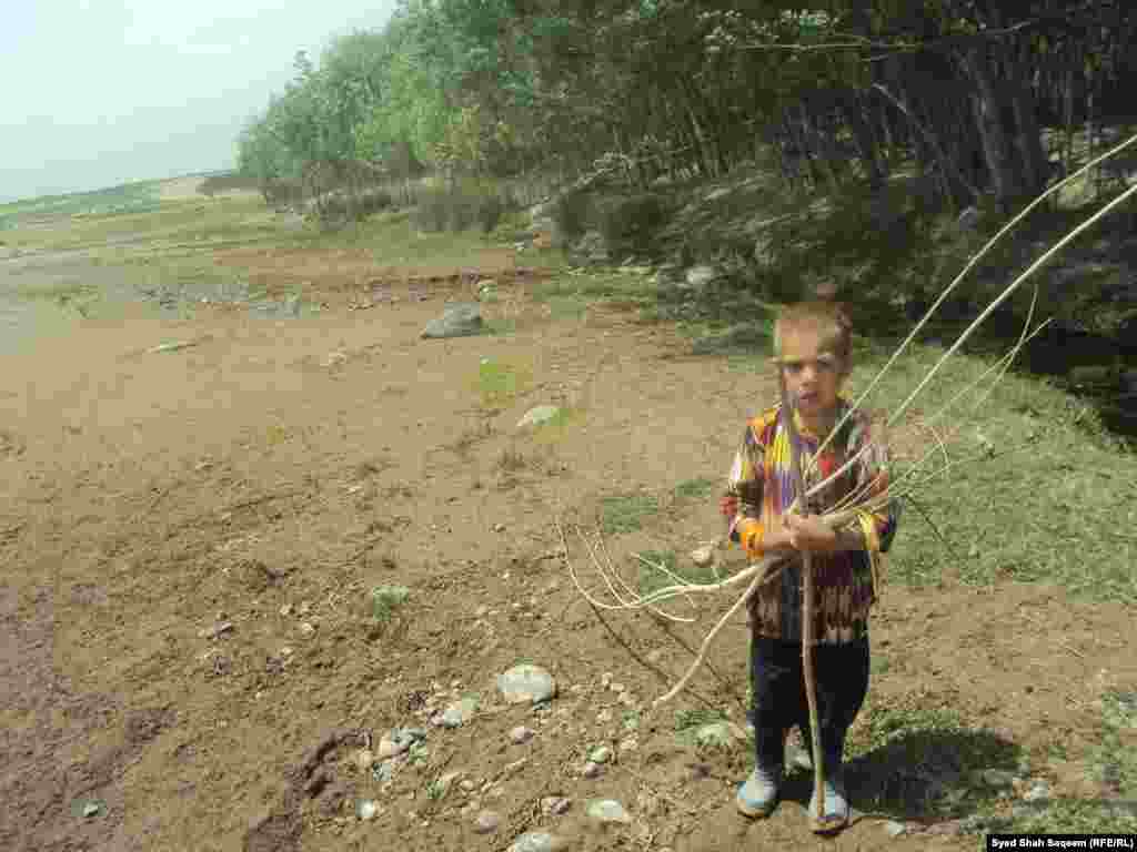 افغانستان: غزني، یو افغان ماشوم په غزني کې بوټي ټولوي