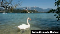 Labud u jezeru Bled, 26. august 2011.