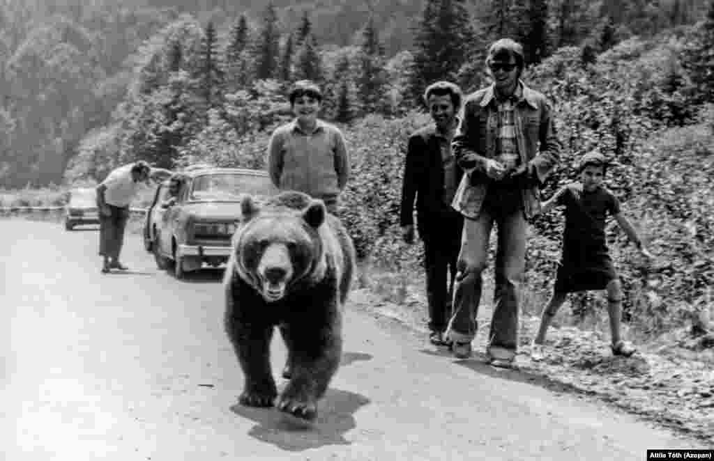 Un urs și câțiva turiști pe șoseaua Transfăgărășan, în 1982.&nbsp; Un comentator de pe Facebook a precizat pe pagina arhivei că ursul era un &bdquo;cerșetor&rdquo; celebru al acelei zone montane. &nbsp; &nbsp;