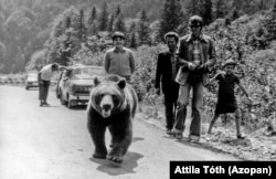 Un urs și câțiva turiști pe șoseaua Transfăgărășan în 1982. Se pare că ursul era un „cerșetor” celebru al acelei zone montane.