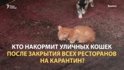 Кто накормит бездомных кошек?