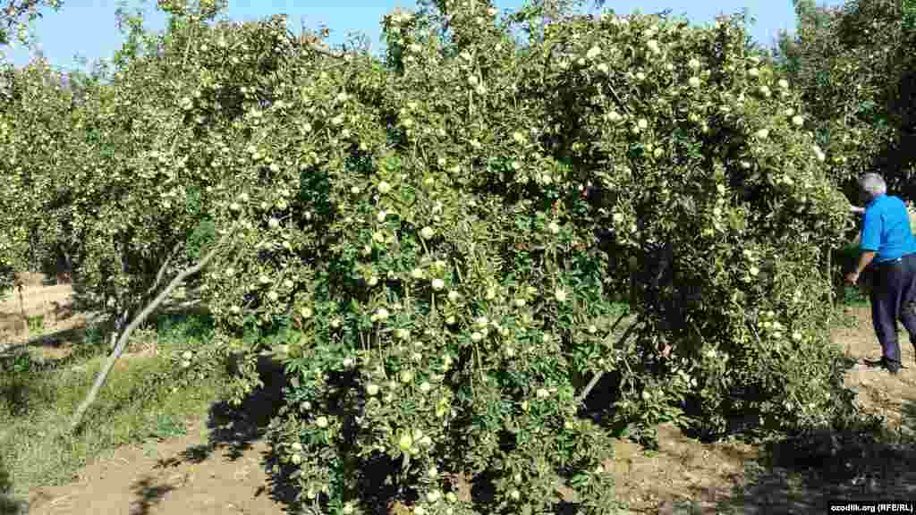 Сўғд вилояти&cedil; Ғончи тумани Манғит қишлоғи олмалари