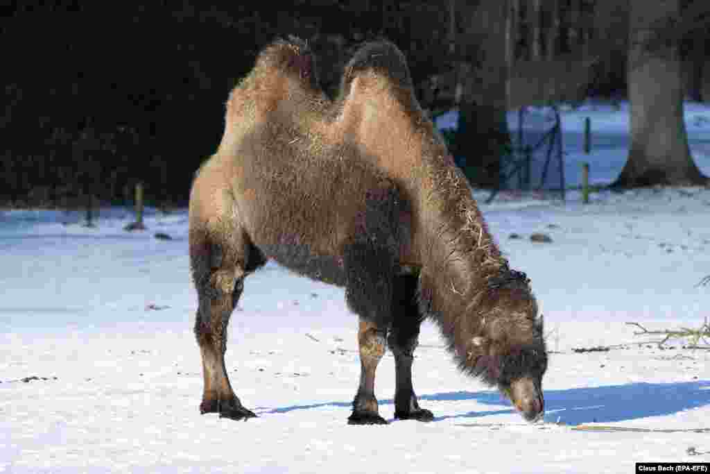 Двогорбий верблюд при мінусовій температурі в сафарі-парку, Данія, 10 лютого 2021 року
