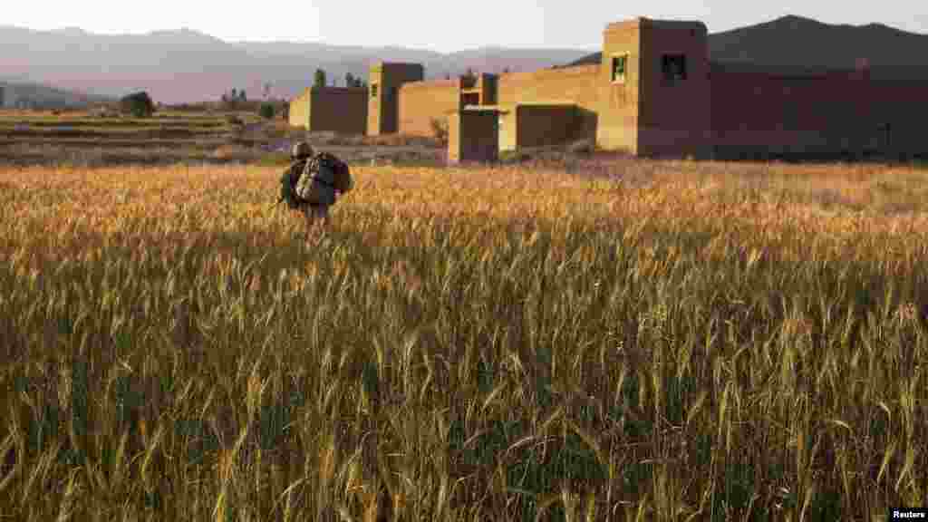 A U.S. paratrooper marches through a wheat field in Paktiya Province, Afghanistan, on July 12. (REUTERS/Lucas Jackson)