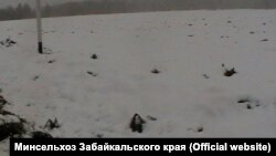 Осенний снегопад в Забайкалье