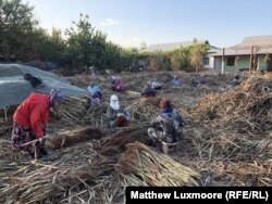 The women of Budiyon shear broomcorn plants.