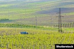 Experts caution that revitalizing the Uzbek wine culture is no quick process.