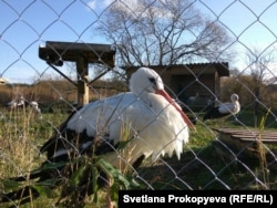 Птицы в вольере