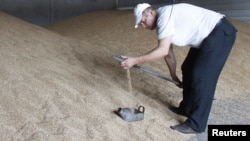 Un muncitor face un test de calitate la un depozit de cereale ucrainean (arhivă)