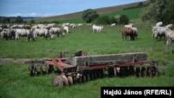 A falu határában 50 szarvasmarha legelészik. Tomoron egy emlékművön kívül, ezek az állatok jelentik a helyi látványosságot.