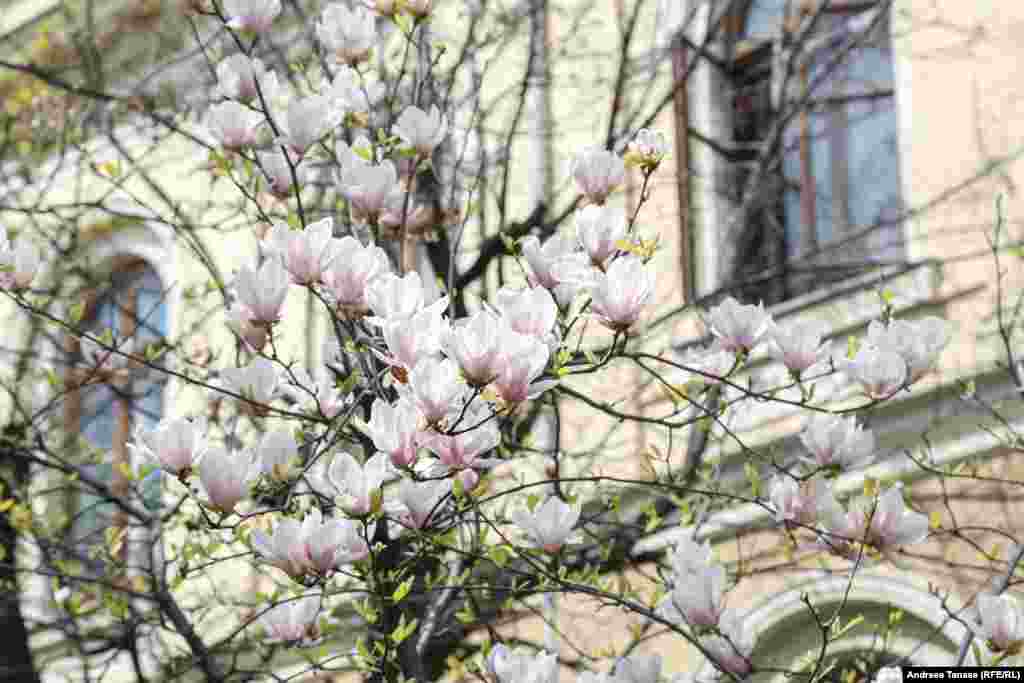 Magnolii lângă Muzeul Antipa.