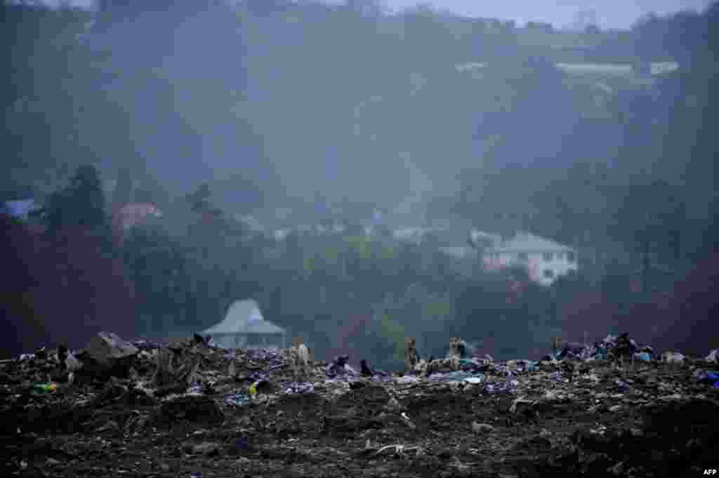 Dogs roam on top of a garbage at a dumping ground near the village of Gorny Vozdukh, Russia, about 14 kilometers outside of the Black Sea resort of Sochi. (AFP/Mikhail Mordasov)