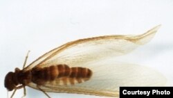 Acanthotermes turkestanicus. Surat: BIO Photography Group, Biodiversity Institute of Ontario