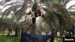 در حال حاضر بیش از دو میلیون و ۵۰۰ نفر نخل در شادگان وجود دارد که با توجه به شرایط خشکسالی و تنش آبی در معرض نابودی هستند.