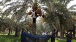 در حال حاضر بیش از دو میلیون و ۵۰۰ نفر نخل در شادگان وجود دارد که با توجه به شرایط خشکسالی و تنش آبی در معرض نابودی هستند.