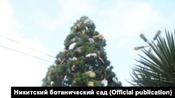 Прикрашена секвойя, грудень 2017 рік