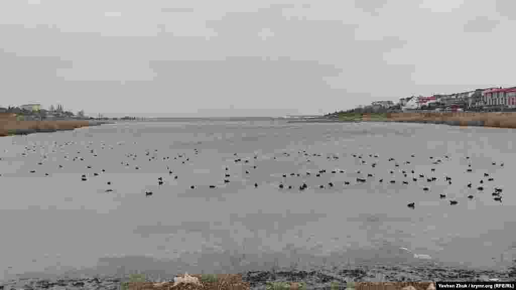 У бухті Солоній зимують ниркові качки