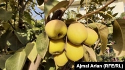 Afghanistan- in kunduz fresh fruit increasing 