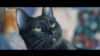 Кот, который ждет политзаключенного Кольченко (видео)