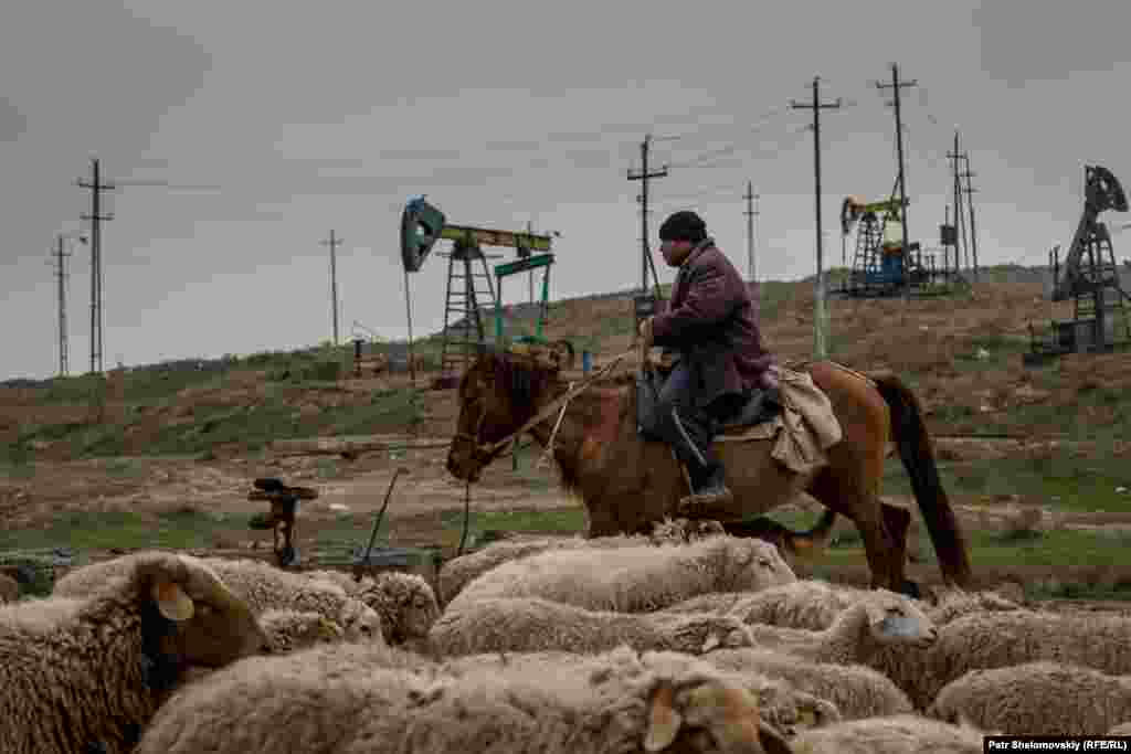 Ilshan at work. They are not his sheep -- he is paid $250 a month for looking after them.