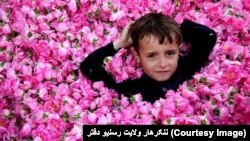 ننګرهار کې ګلاب