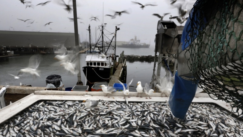 В правительстве Украины попросили общественность поддержать «вынужденные переговоры» с Россией по отлову рыбы в Азовском море