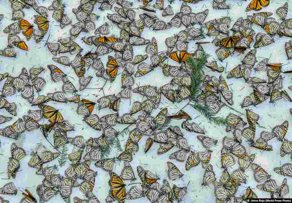 Третий приз в категории &quot;Природа&quot;. Бабочки на поле в Мексике. Фото &ndash; Хайме Рохо.