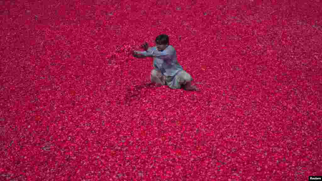 A Pakistani man spreads rose petals out to dry on the floor of a compound in Lahore on May 22. The petals will be used to make incense sticks. (Reuters/Mohsin Raza)