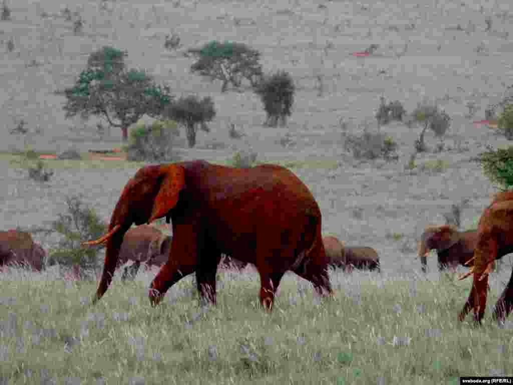 Elefant la Tsawo Vest, fotografii din Kenia de Franak Viacorka.