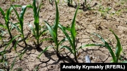 Посевы кукурузы в северном Крыму. Село Правда, 5 июня 2018 года