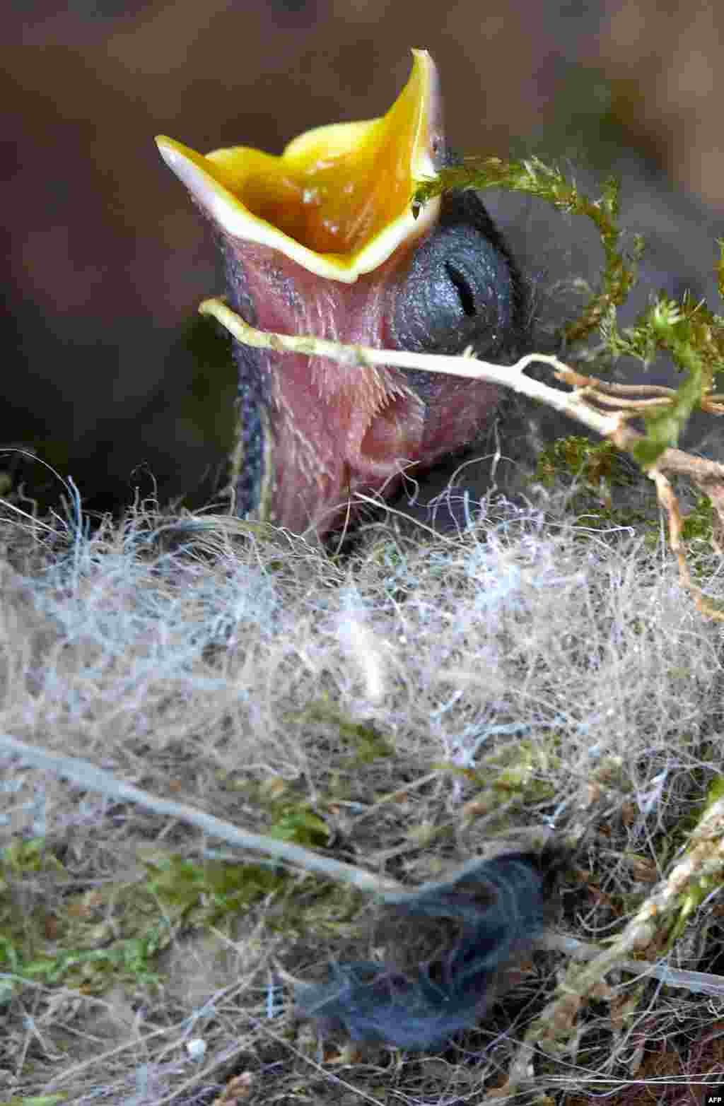 A great tit chick begs for food in a nest in Petersdorf, Germany. (AFP/DPA/Patrick Pleul/Germany Out)